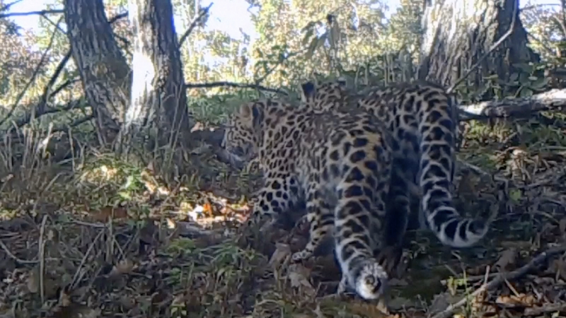 中国東北部でシベリアトラとアムールヒョウが回復　国立公園で個体数と行動域が拡大 video poster