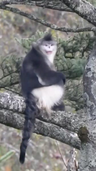 Yunnan snub-nosed monkeyが350頭に　Yunlong Tianchi保護区で回復進む video poster