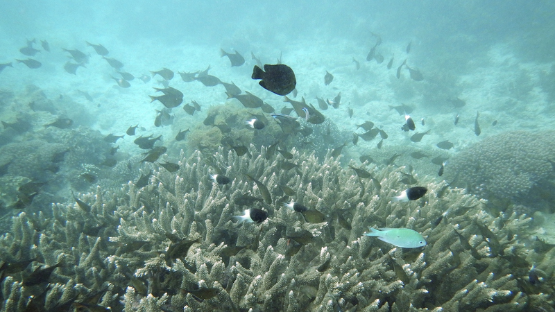 ケニア南部の海洋保護区でHuaweiとIUCNが3年計画プロジェクト