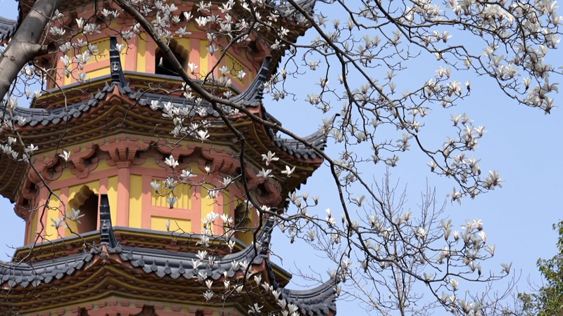 蘇州のモクレンが見頃に Master-of-Nets Gardenで感じる春 video poster