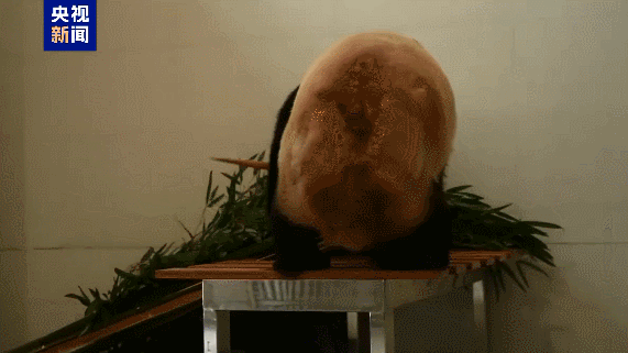 中国で新ジャイアントパンダ基地開設　保護ネットワーク拡大