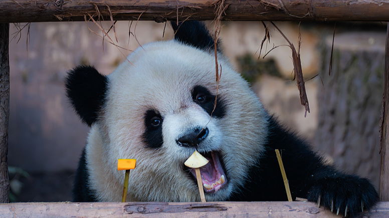 中国ニュース：重慶動物園のジャイアントパンダ双子、Yu Ke と Yu Ai ののんびり時間