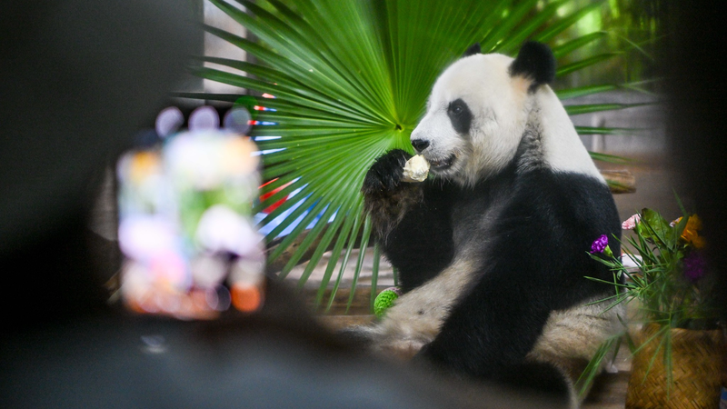 海南省のパンダ兄弟ゴンゴンとシュンシュン　南国で過ごす穏やかな日常 video poster