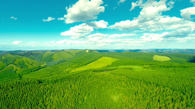 砂漠を森に変えたサイハンバ　中国の「緑の奇跡」とCOP16 video poster