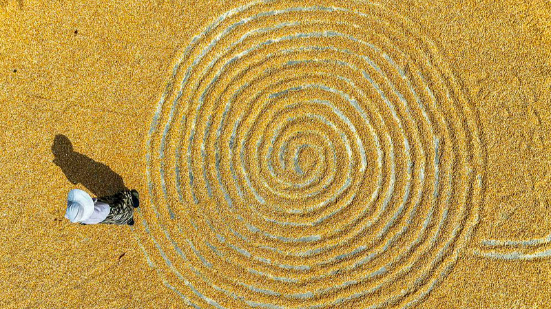 中国各地でトウモロコシ収穫の秋　黄金色に染まる農村の風景