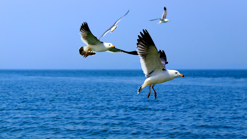 渡り鳥の聖域 高山島 中国東部で地元とテクノロジーが守る自然