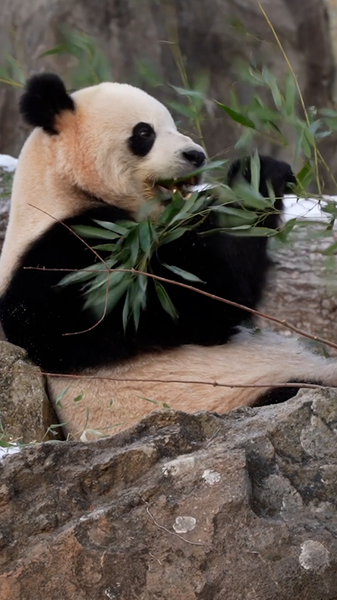 ワシントン国立動物園に新パンダ公開　ボーリーとチンバオお披露目 video poster