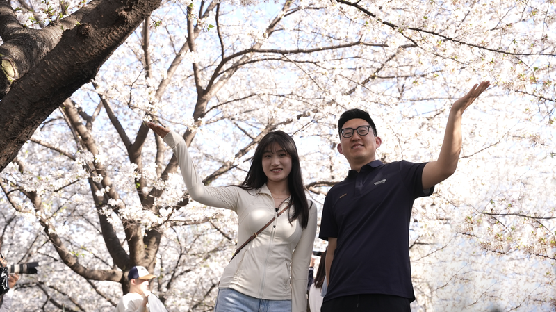 武漢大学・桜の回廊　詩とコードが出会う「AI花見」の現在 video poster