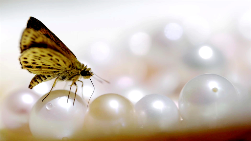 中国・浙江省の淡水真珠　生態×伝統が生む新しい農業 video poster