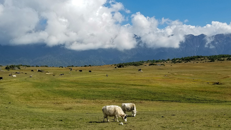 国際ニュース：標高3500メートル、Xizangナイ村の絶景と農牧の暮らし video poster