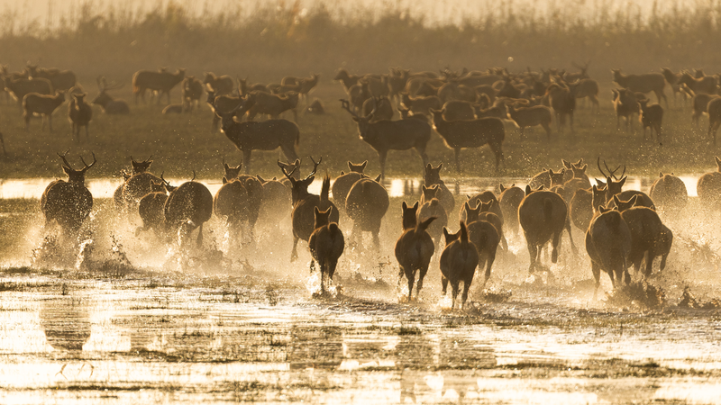 IUCNがシカの国際名に「Milu」採用 中国原産種の名が正式に