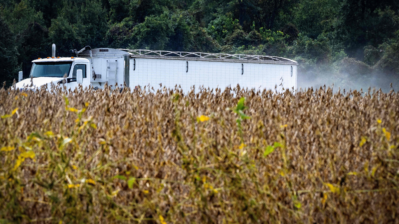 米中貿易摩擦で大豆・牛肉が直撃　米農家が悲鳴、中国市場はブラジルと豪州へ
