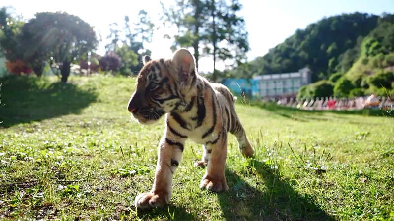 絶滅危惧の華南トラ、エコツーリズムと環境教育で守る新たな試み video poster