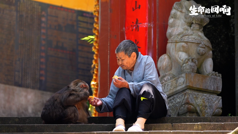 国際ニュース：片腕ザルと尼僧・僧侶の15年、絆の物語が中国本土で話題