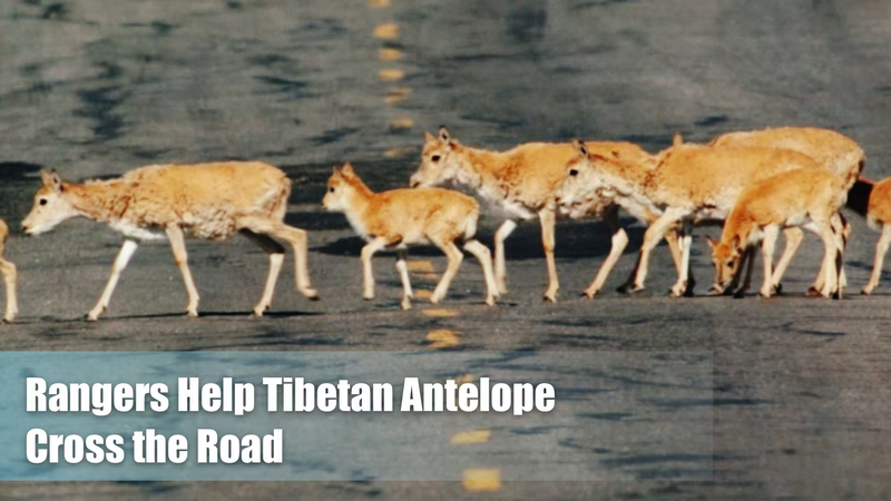 青海・シーザン高原でチベットレイヨウ横断　ドライバーが待つ国際ニュース video poster