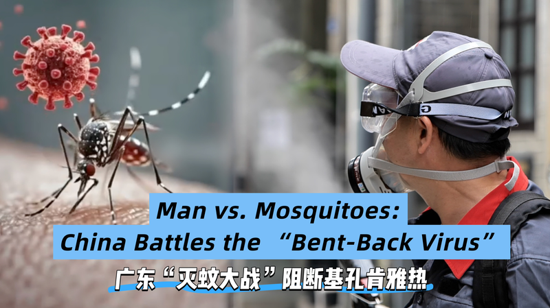 中国広東省で「曲がり背ウイルス」拡大　蚊との闘い最前線 video poster