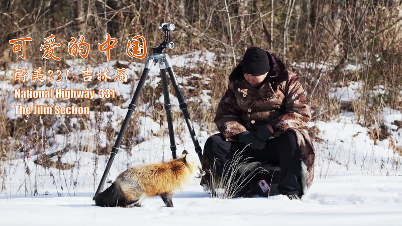 中国吉林省・長白山を走る国道331号線　赤キツネと出会う山の道 video poster