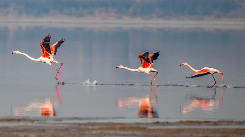中国・山西省の運城塩湖にフラミンゴ越冬　生態回復が生んだ絶景