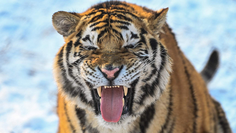 雪ではしゃぐシベリアトラ　中国・瀋陽の公園で冬支度 video poster