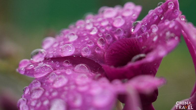 国際ニュース：中国・海南省「ラン王国」 花が支える持続可能な地域経済