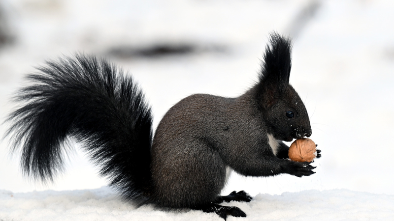 瀋陽・北陵公園でリスが雪遊び 今季初雪が彩る冬の中国ニュース