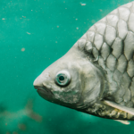 中国科学院、骨なしフナ「中科6号」を開発　CRISPRで小骨を消去