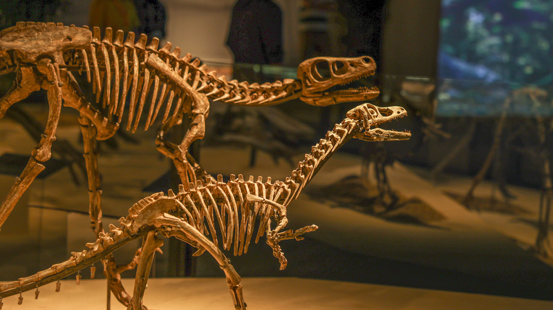 上海の恐竜展「中国の恐竜世界」 地球生命の進化をたどる118体の化石