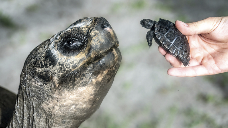 135歳ガラパゴスゾウガメ、マイアミ動物園で初めての父の日