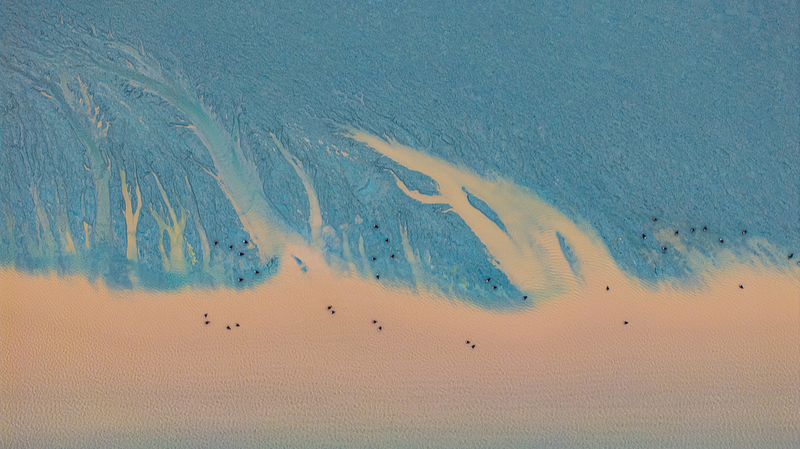 浙江省・銭塘江で鳥と潮が共演　「潮の木」が映す自然と生態の調和