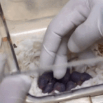 神舟21号の宇宙マウス、帰還後に出産　第1世代の子マウス誕生