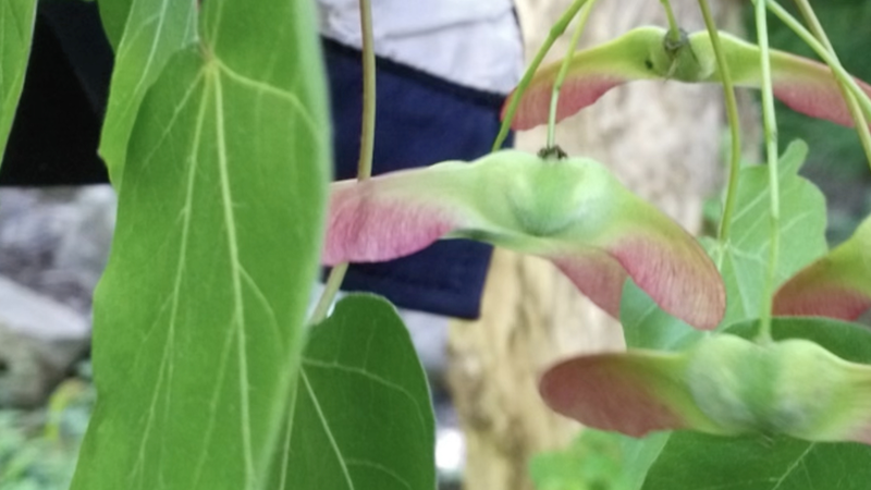 中国・太白山の自然保護区で希少植物Acer miaotaienseの安定集団を確認