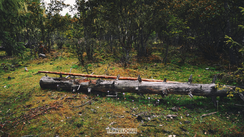 Xizang・ニンティの夏、高地牧場を彩るヤクと自給自足の暮らし