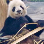 四川・綿陽の新パンダ基地が試験運用開始、54舎で1日2.2万人受け入れ video poster