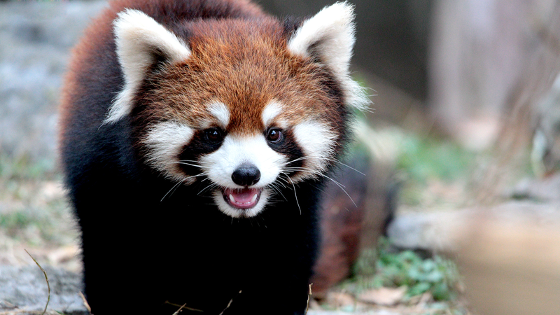 上海動物園のレッサーパンダ、2月の遊び姿が来園者を魅了