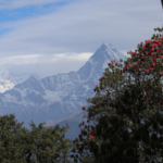 山は「生命の工場」？高山植物多様性を解き明かす新研究