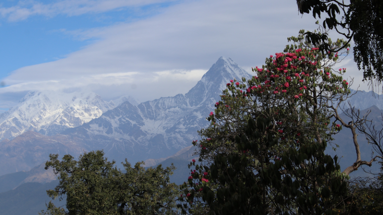 山は「生命の工場」？高山植物多様性を解き明かす新研究