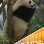 成都の“最大のスター”ジャイアントパンダ、なぜ人は会いに行くのか video poster