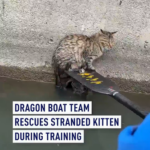 中国本土・蘇州でドラゴンボート練習中に子猫救助　パドルでそっと岸へ video poster