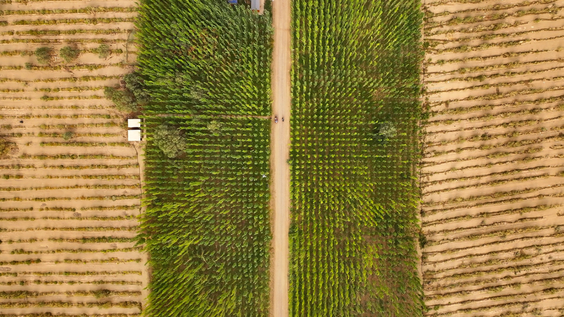 タクラマカン砂漠の縁で進む緑化革命　中国マキト県の13年