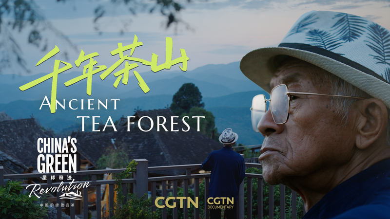 中国・景邁山のプーアル茶　風が記憶するお茶とブラン族の物語 video poster
