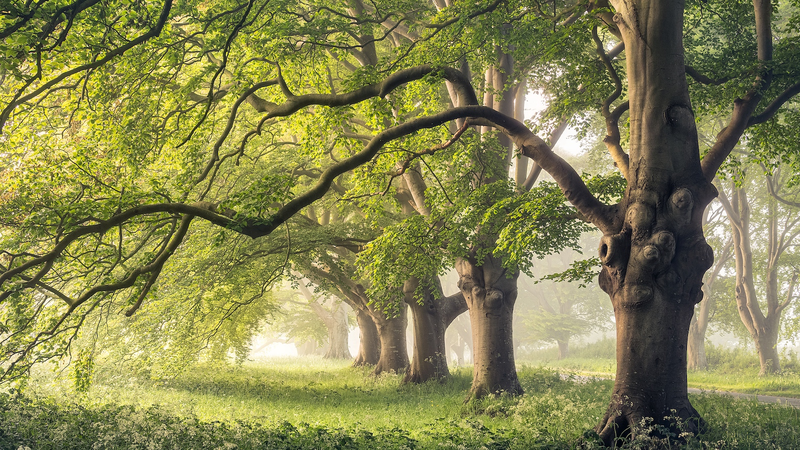樹木の「幹の呼吸」が気候予測を冷やす？中国本土主導の国際研究