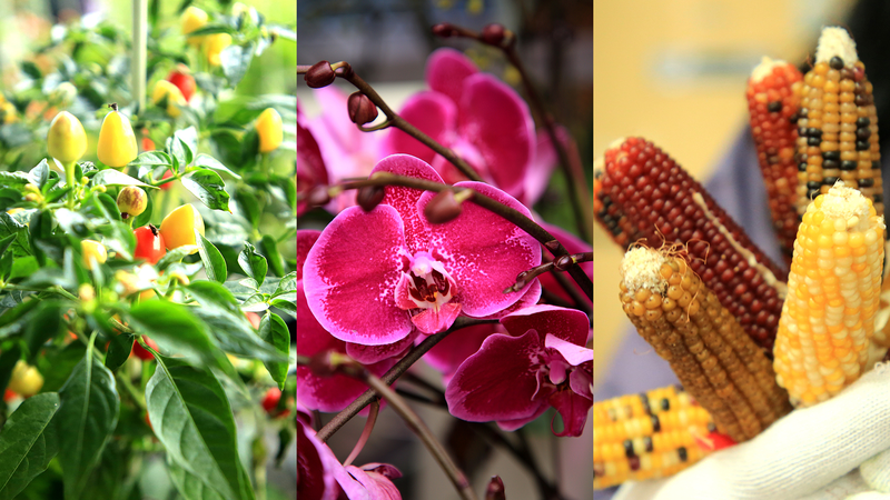 中国本土・山東省日照で進むスマート農業："美しさ"を育てる花づくりが収入も押し上げる