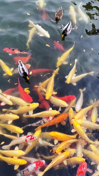 北京・旧円明園、秋の生命力あふれる風景 video poster