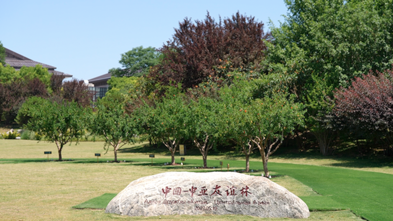 HE9EV0BJAIIEC6TH0H1K-1 - NewsTomo – 日本語で読む、世界のニュースハブ 西安のザクロの木がつなぐ中国と中央アジア サミットから2年の物語 video poster