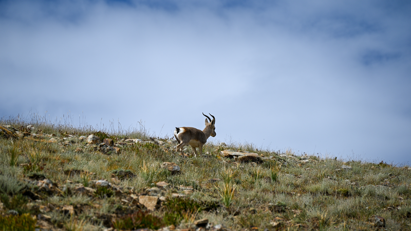 中国、「世界の屋根」青海・西蔵高原の草地植生図を公開