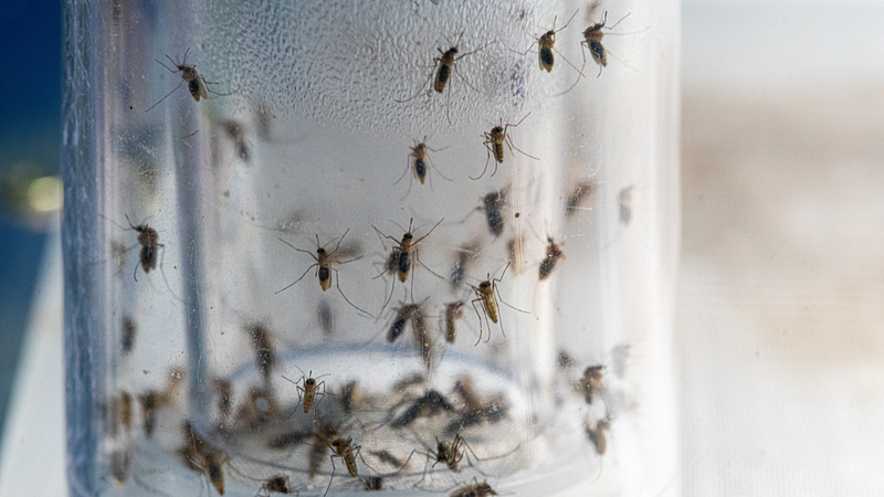 蚊媒介感染症と闘う中国本土のスマート監視システムとは