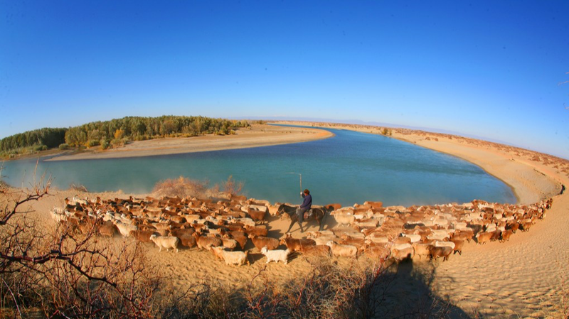 新疆アルタイで家畜20万頭が冬営地へ　遊牧と自然保護のいま