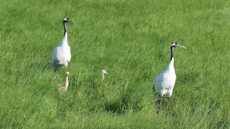 中国黒竜江の自然保護区、250種超の野鳥が集う湿地のいま video poster