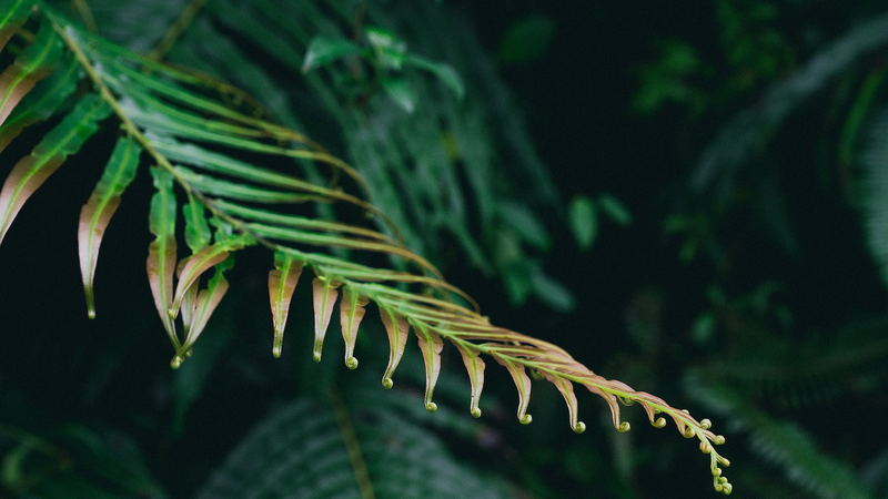 中国のシダでレアアース集積を発見　クリーンエネルギーに新たな一手