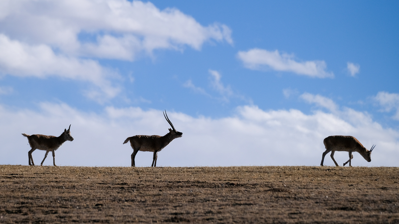 中国・シッカンで高原生態系保全強化　標高5300mに監視塔